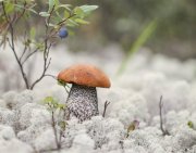 Первые заморозки напугали грибников в Мурманской области