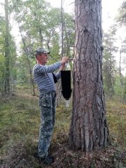 Феромонные ловушки обследовали в Кандалакшском заповеднике