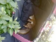 Белка уснула в детской коляске в Никеле