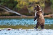 Медведь гуляет у знаменитого водопада в Никеле