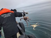 Около 400 кг краба изъяли у браконьеров в Мурманской области