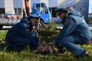 Экологи Кольской АЭС присоединились к эколого-патриотической акции «Лес Победы»
