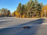 Сбитых песцов заметили на трассе возле Пушного