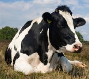 Гранты на развитие семейной фермы начнут выдавать в Мурманской области