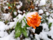 Снег выпадет на выходных в Мурманске