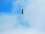 Редкие птицы все чаще залетают в Арктику