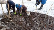 Тюльпаны высадили в Кировске