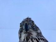 Мясо крыс предпочитает пернатый десант мусорного полигона в Междуречье