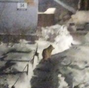 Волк держит в страхе жителей Зареченска
