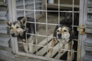 Муниципальные приюты построят в Кандалакше и Полярном