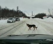 Прославился на всю страну пес-пешеход из Молочного