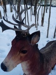 Сломали рога оленю в Мурмашах