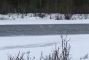 Лебеди прилетели в &quot;Пасвик&quot;