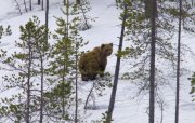 Следы медведя заметили неподалеку от Умбы