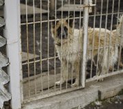 Всех гуляющих собак отловят в Терском районе