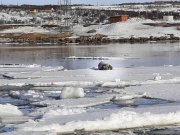 Тюленя заметили возле Поморской набережной в Коле