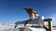 Рентген сделают ястребам из ЭкотехнопаркаМурманской области