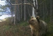 Проснулись от спячки и попали в фотоловушку медведи в Кандалакше