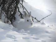Втрое больше зайцев-беляков стало в «Пасвике»
