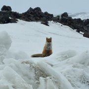 Лисы прибились к туристам возле Заполярного