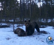 Что искали в яме медведица с медвежонком в Кандалакше?