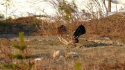 Поющий глухарь-жених красовался в Ловозерском районе