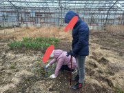 Украли первоцветы в питомнике Полярной опытной станции в Апатитах