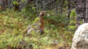 На яйца глухаря наткнулись в лесу жители Ловозерья