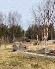 Молодой лось терроризирует жителей Раякоски