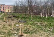 Вандалы сломали саженцы берез в Кировске