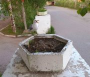 В центре Мончегорска появилось гнездо с чайками