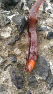 «Чудо-юдо» поймали рыбаки в Ретинском