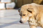 Нашли виновных в нападении бродячего пса на девочку в Титане