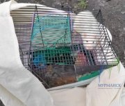 Крысу в клетке выкинули на помойку в Печенгском районе