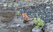 Разжалобила северян грустная худая лиса в Мончегорске