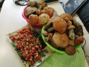 Заколосились грибы на «серебрянке»