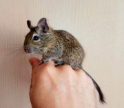 Погибла чилийская белка, выкинутая хозяевами на улицу в Кировске