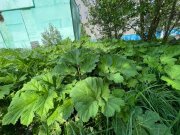 Борьба с борщевиком развернута в Апатитах
