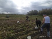 Уборку картофеля завершили казаки в Туломе