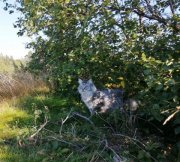 Пончик из Полярных Зорь потерялся в Терском районе
