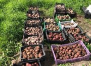 15 кг картофеля можно получить в Апатитах