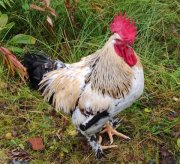 Петух бродил по лесу на "серебрянке"