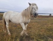 Кличку выбирают новому коню в стаде лошадей Кузомени