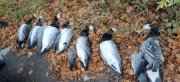 Краснокнижных птиц убили охотники в Терском районе