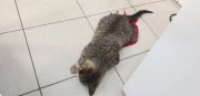 Изувеченного котенка спасают в Мончегорске