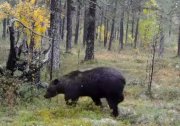Медведь изучил фотоловушку в «Пасвике»