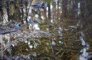 На болоте предложили строить дом многодетной семье из Варзуги