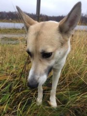 Вывели из машины, привязали к столбу и оставили собаку в Мурмашах