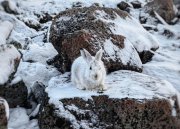 Зайца шокировали туристы в Териберке