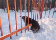Застрявшему в заборе псу понадобилась помощь спасателей в Апатитах